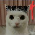 猫猫惊魂4最新手机版