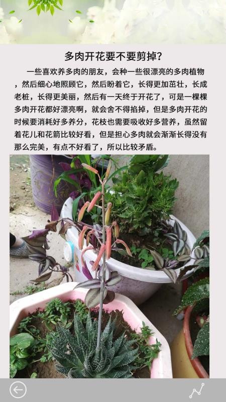 多肉花草日记2