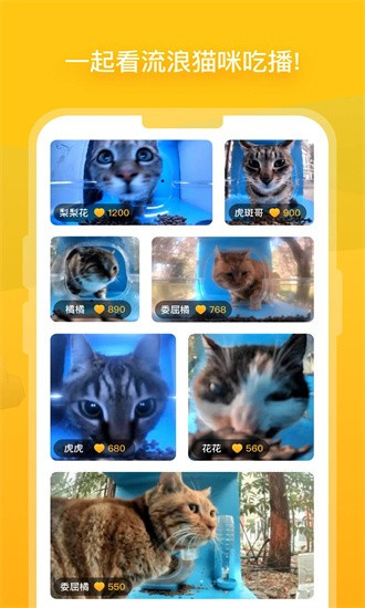 哈啰街猫截图3