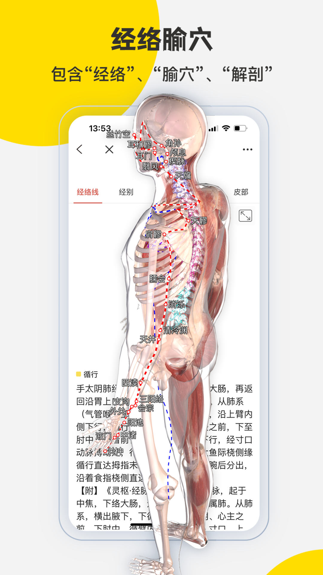 3Dbody解剖2