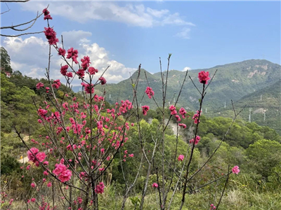 观音山旅游服务app最新版