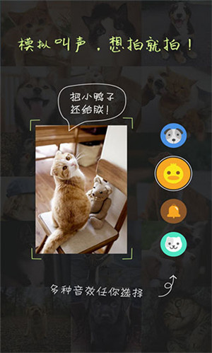 萌宠相机截图4: